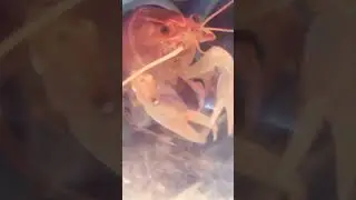Рак