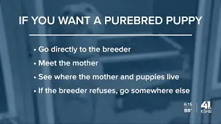 Experts give advice on how to get a healthy puppy