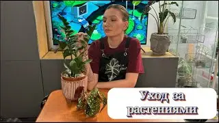 Уход за растениями | Пересадка | Черенкование