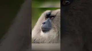Technology. Oral sensory verification of the fetus by a primate