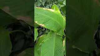 Botanical Garden, Atlanta Ga 2