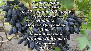 Огляд сортів які достигли на 10 серпня 2024 р. частина-1