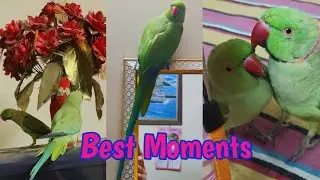 Best moments.🥰                                        My 6th Vlog with my parrots 🐦😘