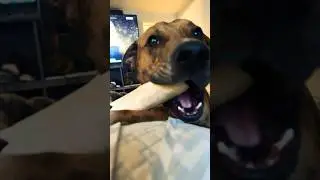 Bone Addiction