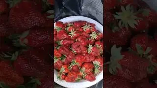 kulupnaylaga bitta layk 