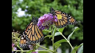 Red Barn Event: Western Monarchs - Migration, Adaptation, and Resilience