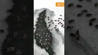 Как греются в -33 в Сибири 😕 #shorts