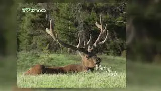 FaunaView: Yellowstone Impressions - Meet the Animals (video only)