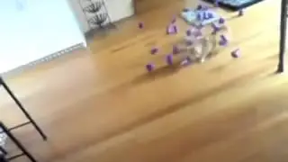 Boliche de Gato   Strike!
