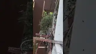 parrot and squirrel funny video
