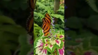 Amazing butterfly in Botanical garden! #bandedorange #butterfly  #dancing #action #Botanicalgarden