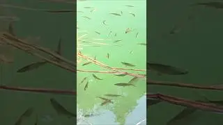 #отдых #рыбалка #vuv #рыба #fish