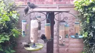Starlings fighting over mealworms