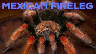 Brachypelma boehmei | Mexican Fireleg Tarantula Care Guide | Enclosure Set Up