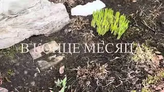 Садовый архив. Холодный май 2024