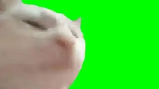 Cat Vibing Meme Green Screen EXE [Chroma Key]