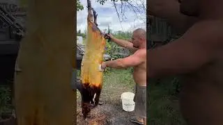 Моем свинью 🆘