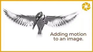 Bird Photography Tips And Tricks - SLOW SHUTTER SPEEDS for blurred effect on the wings,