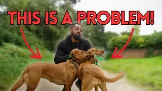 2 Dogs At The Same Time!?