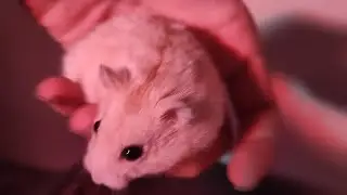 Hamptor doing hamp stuff