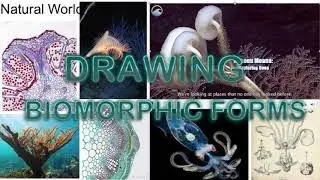 Drawing biomorphic forms inspired from students examples and artists work