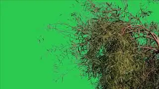 Tree green screen video, Green screen tree, tree green screen effect kinemaster, P-40