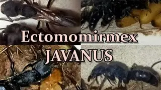 ЧЕРНЫЕ ХИЩНИКИ, ИЛИ ECTOMOMIRMEX JAVANUS