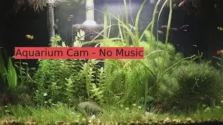 Relaxing Planted Aquarium Community Fish Tank - No Music | 30 Minutes