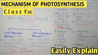 Mechanism Of Photosynthesis | Light Dependent And Independent Reactions | Class 11 Balochistan Board