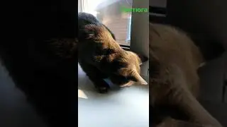 Чем доступней добыча, тем ниже интерес
