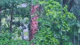 Shagbark Hickory by Carol Ann Henderson