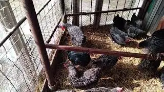 Источники натуральных витаминов для кур Доминантов.