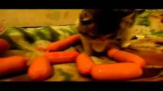 Котёнок и сосиски