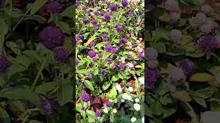 Beautiful flowers in the world 