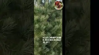 Pinus sibirica Кедр в Подмосковье Сидландия -семена растений для сада и дома seedlandia.ru