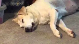 Dreaming of Chasing Squirrels