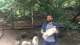 Amerikan Ördeğinin Özellikleri Nedir? 