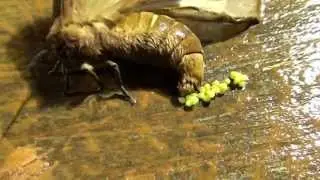 Бабочка откладывает яйца / Как откладывают бабочки яйца.