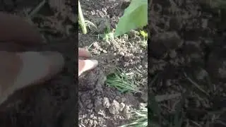 Злой зайченок