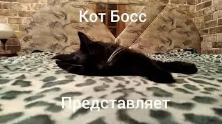 Кот Босс принял меня у себя)