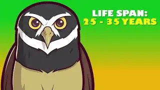 Friends of Rio - Amazon Rainforest Learning Series 2023 - Spectacled Owl