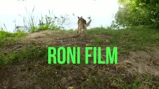 FROM THE LIFE OF DOGS- RONI FILM