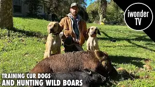 Hog Hunting With Dogs And The Python Cowboy