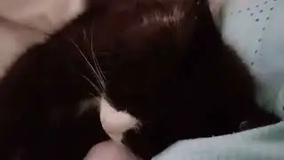 Кошки они такие🐈😊Манечка дрема
