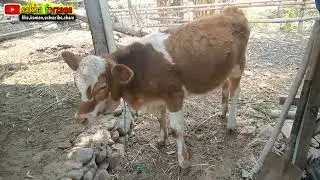 CIRI CIRI INDUKAN HOKI