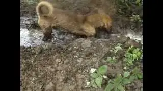 Собака- в грязи купака!