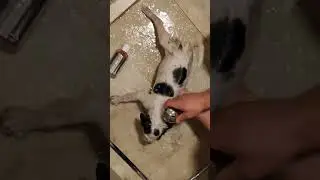 We Rescued a Lovely Black & White Puppy 🥲 