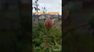 #розы