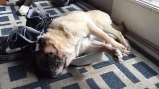 Old Pug Passed Out