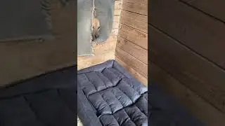 Скромняга Пьер не верит своим глазам ☺️☺️☺️